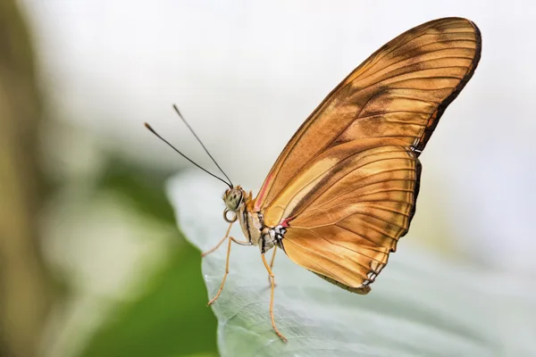 Tropical butterfly (Dryas julia) — Stock Photo, Image