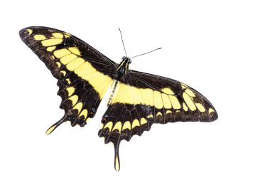 tropikal kelebek (papilio thoa)