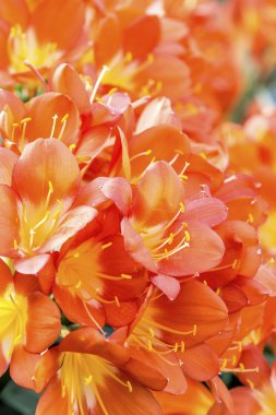 clivia miniata çiçek portre