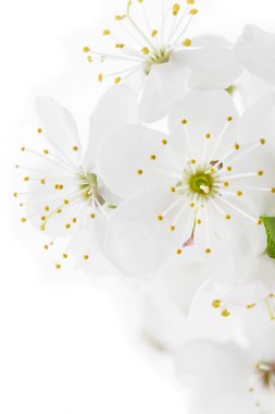 karaçalı (prunus spinosa) çiçekleri