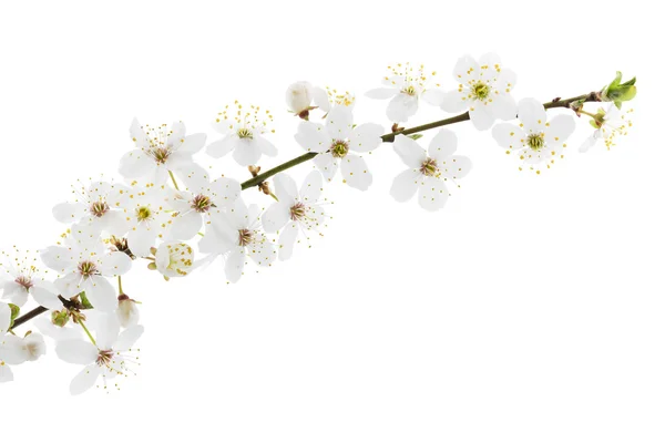 Espinheiro-preto (prunus spinosa) flores — Fotografia de Stock