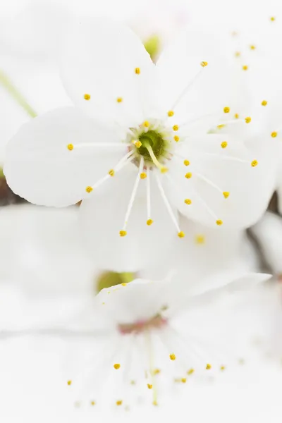 Espinheiro-preto (prunus spinosa) flores — Fotografia de Stock