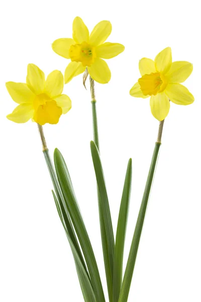 Daffodils (Narcissus pseudonarcissus) — Stok Foto