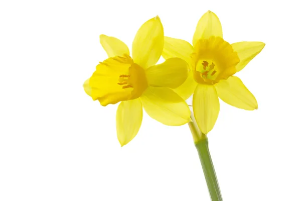 Daffodils (Narcissus pseudonarcissus) — Stok Foto