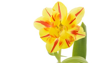 kırmızı çizgili Sarı Lale (tulipa)