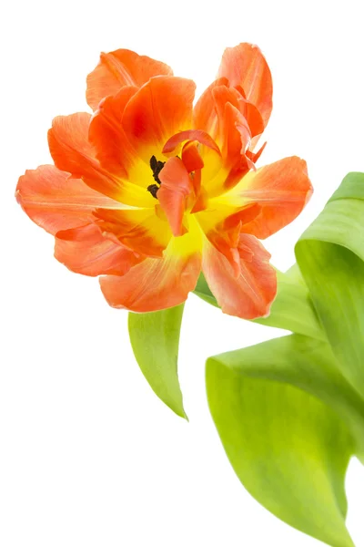 Laranja e tulipa amarela (tulipa ) — Fotografia de Stock