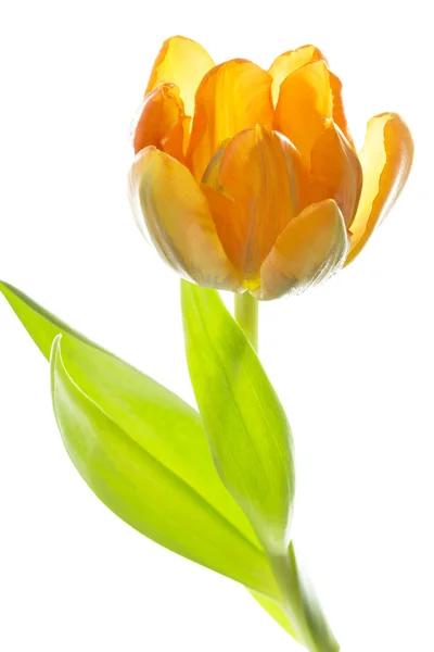Laranja e tulipa amarela (tulipa ) — Fotografia de Stock