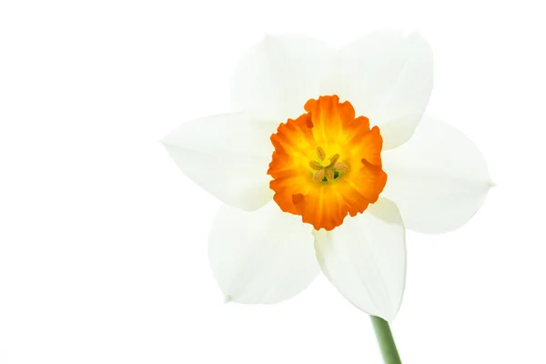 Daffodil (Narcissus pseudonarcissus) — Stockfoto