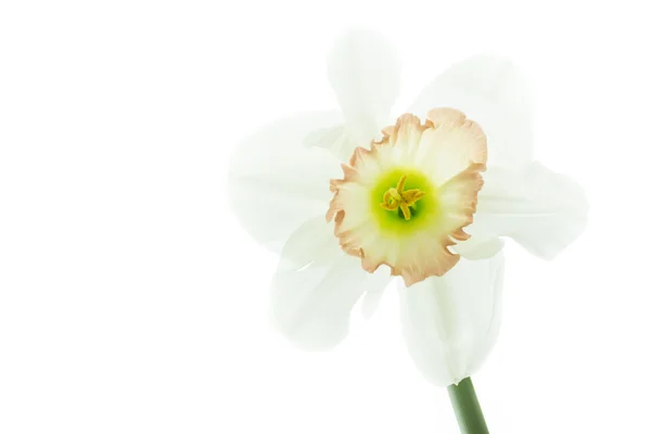 Nárcisz (Narcissus pseudonarcissus) — Stock Fotó