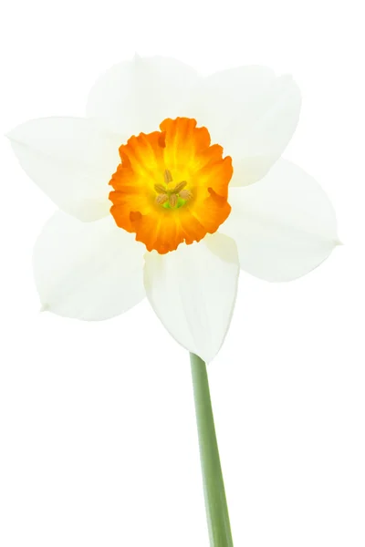 Daffodil (Narcissus pseudonarcissus) — Stockfoto