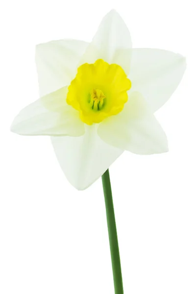 Narcyz (Narcissus pseudonarcissus) — Zdjęcie stockowe