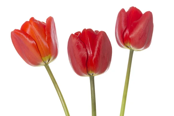Three red tulips on white background — Stock Photo, Image