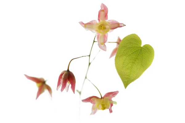 Flor de Barrenwort (Epimedium rubrum) — Fotografia de Stock