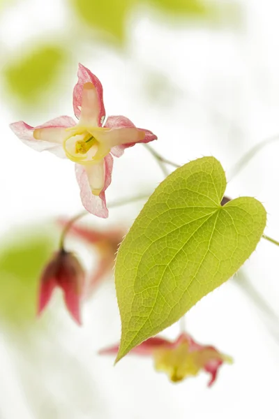 Flor de Barrenwort (Epimedium rubrum) — Fotografia de Stock