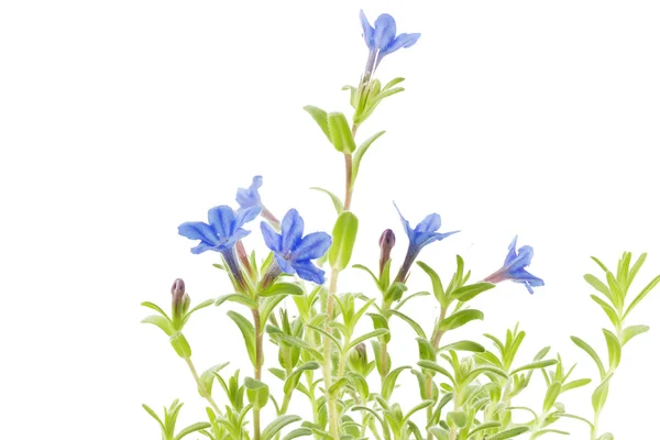 Lithodora diffusa květina na bílém pozadí — Stock fotografie