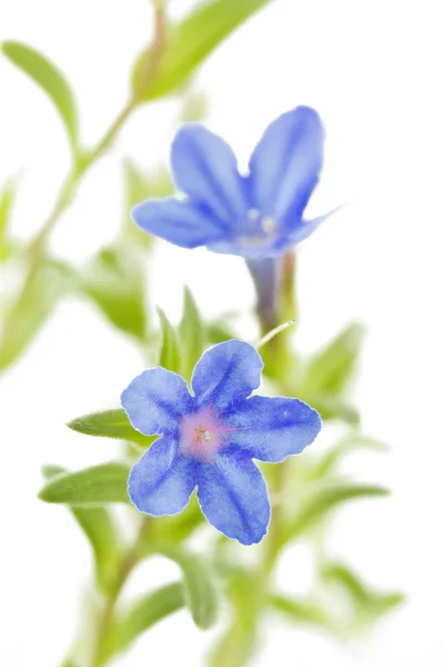 Lithodora diffusa kwiat na białym tle — Zdjęcie stockowe