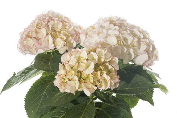 Beige Hydrangea flower — Stock Photo, Image
