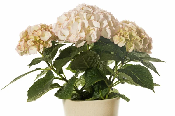 Beige Hydrangea flower in a pot — Stock Photo, Image