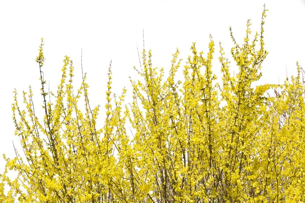 Virágzó forsythia bush elszigetelt fehér — Stock Fotó