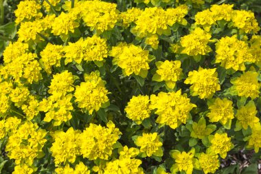 Euphorbia epithymoides bitki