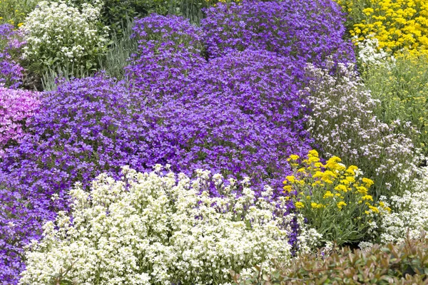 Ground cover plants in spring — Stock Photo, Image