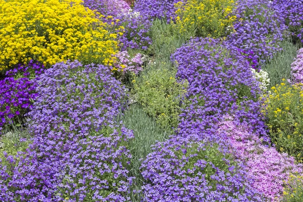 Bodembedekker planten in het voorjaar van — Stockfoto