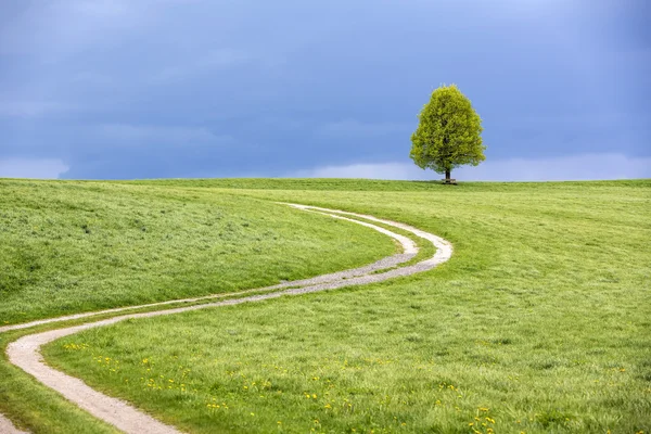 Single tree in spring with dramatic sky — Stock Photo, Image