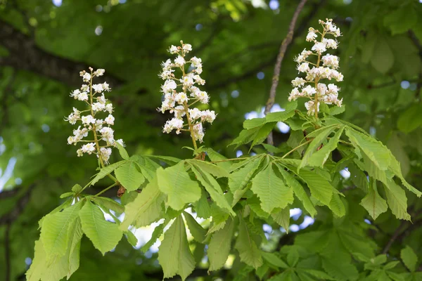 Châtaignier en fleurs (Aesculus hippocastanum) ) — Photo