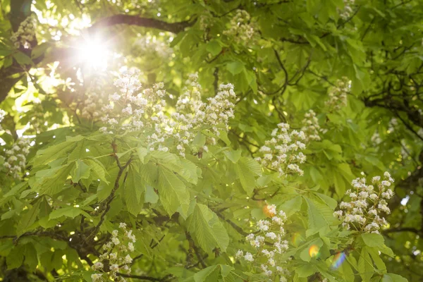 Castagno fiorito (Aesculus hippocastanum) con raggi di sole — Foto Stock