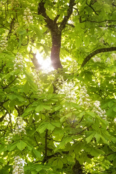 Castaño floreciente (Aesculus hippocastanum) con rayos de sol — Foto de Stock