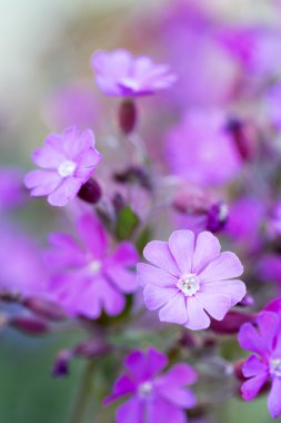 sığ dof ile silene dioica çiçek