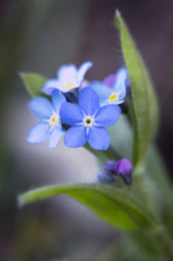 Beni unutma. Çiçek yakın plan.