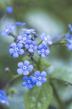 Beni unutma. Çiçek yakın plan.
