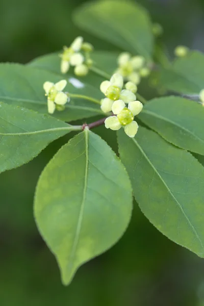 Euonymus alatus en fleurs — Photo