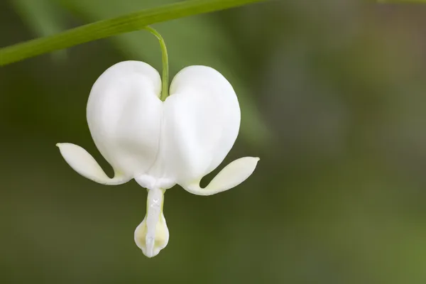 出血ハートの花 — ストック写真