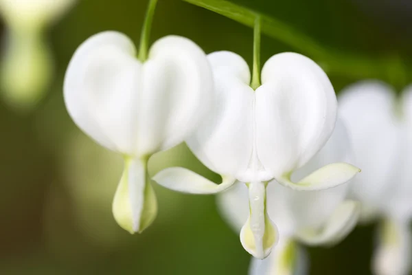 出血ハートの花 — ストック写真