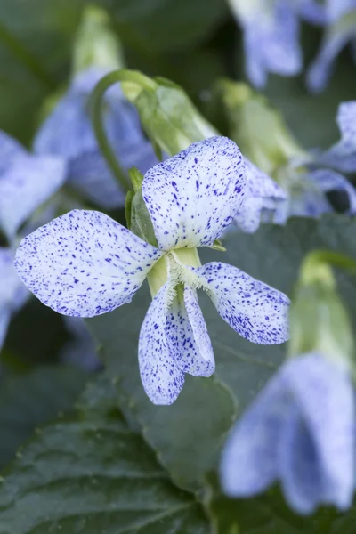 Viola sororia blomma närbild — Stockfoto