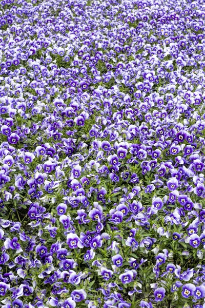 Gehoornde violette bloemen als achtergrond — Stockfoto