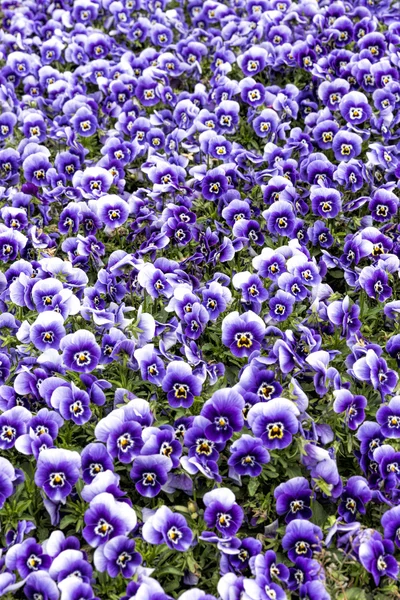Gehoornde violette bloemen als achtergrond — Stockfoto