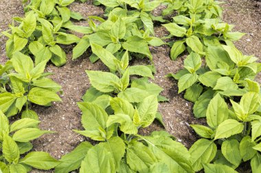 topinambour (gündöndü tuberosus) bitkiler