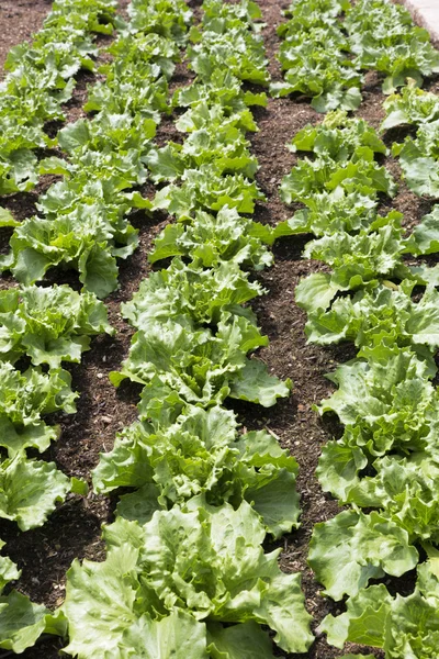 Young salad plants (lactuca sativa) — Stock Photo, Image