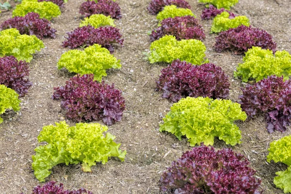 Young salad plants in spring — Stock Photo, Image