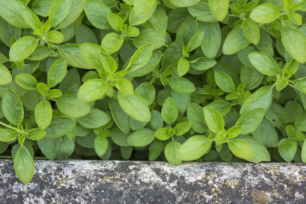 Fresh origanum herb as background — Stock Photo, Image