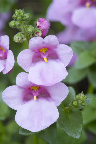 在花园里的 diascia 花, 特写镜头 — 图库照片