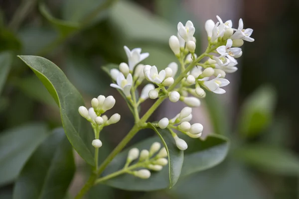 Kvetoucí Ligustrum Vulgare closeup — Stock fotografie