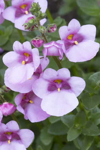 Diascia květiny v zahradě, closeup — Stock fotografie