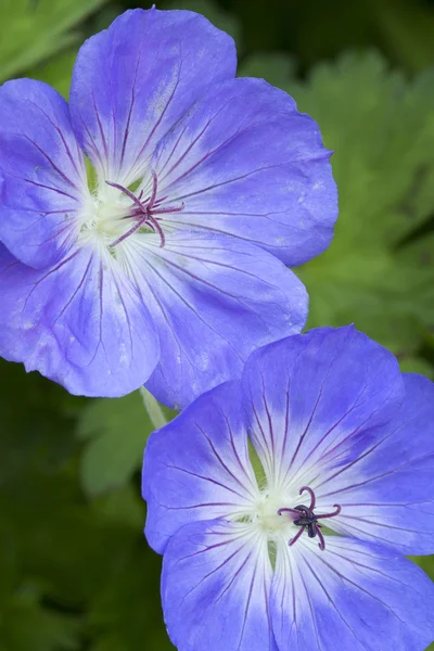 Blaue Geranienblüten im Garten — Stockfoto