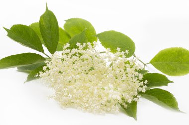 beyaz zemin üzerine elderflower