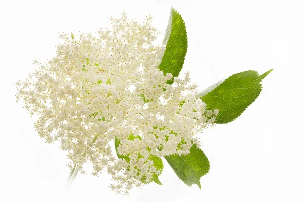 흰색 배경에 elderflower — 스톡 사진