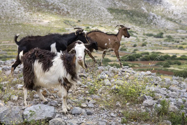 Trzy kozy, senn w Grecji — Zdjęcie stockowe